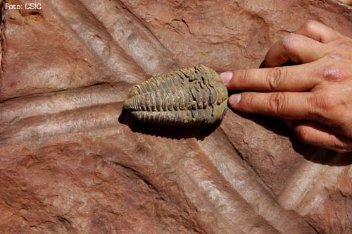 Simulación del paso del trilobites dejando su huella (Foto CSIC)