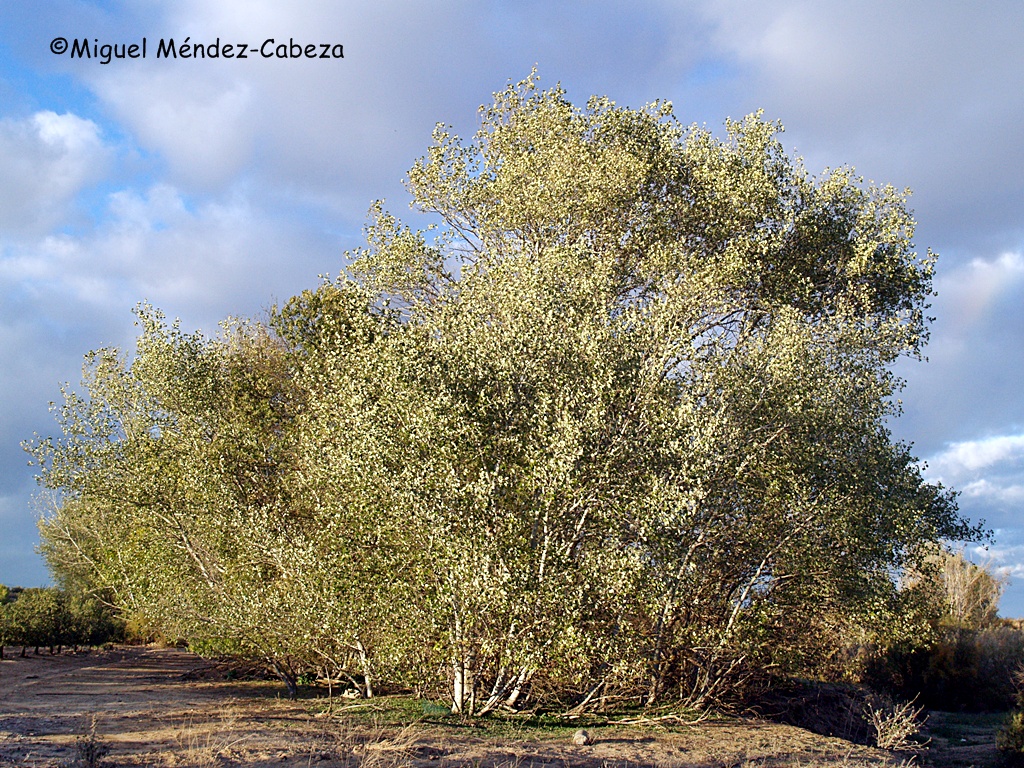 Álamos blancos, los árboles más representativos de la vegetación ribereña del Tajo