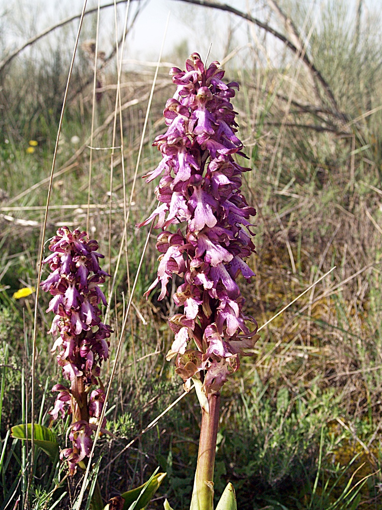 Son varias las especies de orquídeas que podemos encontrar en las barrancas