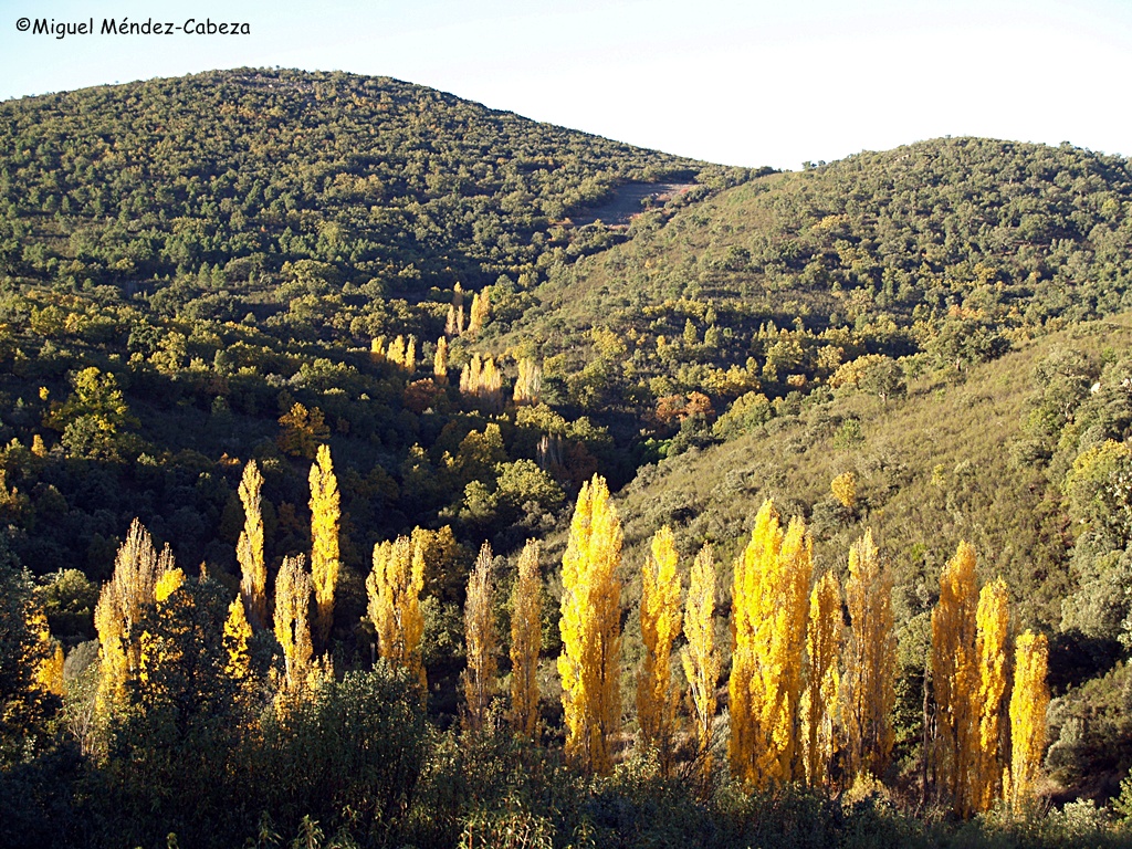 Choperas y robledales del valle del Fresnedoso en Espinoso de la Jara